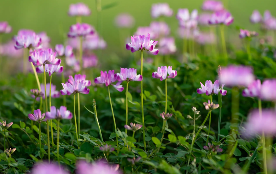 紫云英种下多久才开花