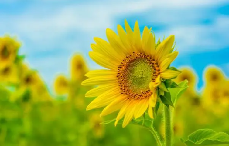 向日葵为什么叫鬼花