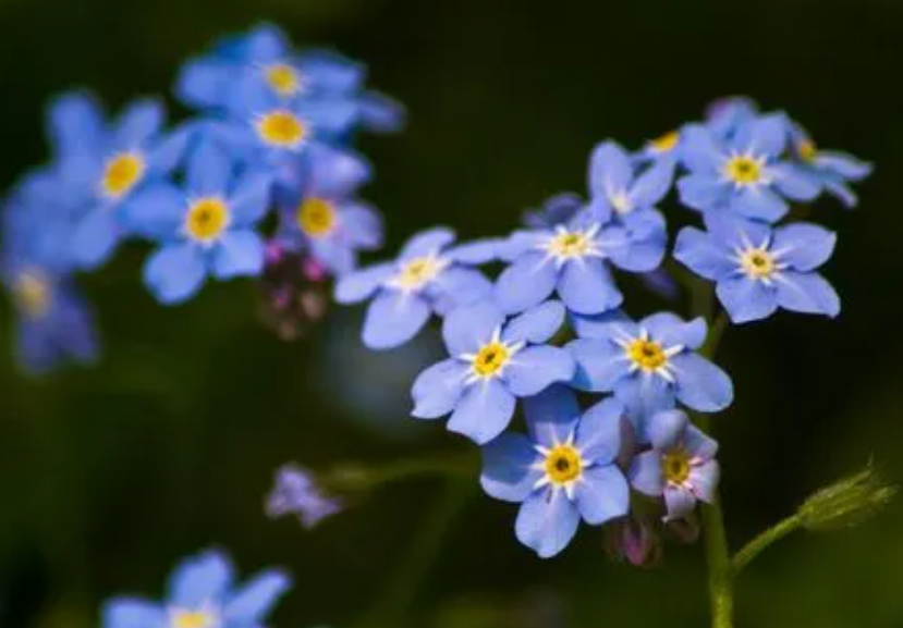 勿忘我鲜花要用水养吗