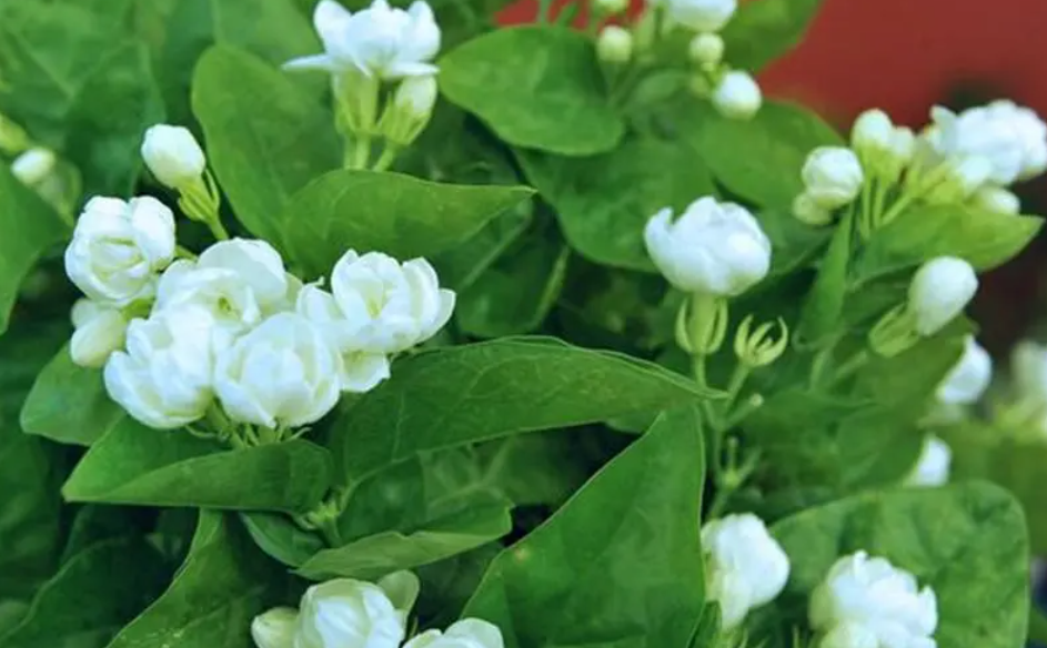 茉莉花怎么样扦插才能活