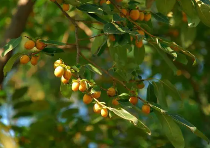 君迁子树冬天能除栽吗