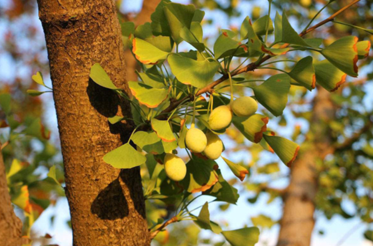 白果树种植注意事项
