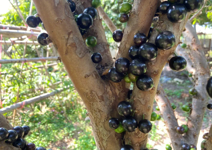 嘉宝果树怎样修剪才有果