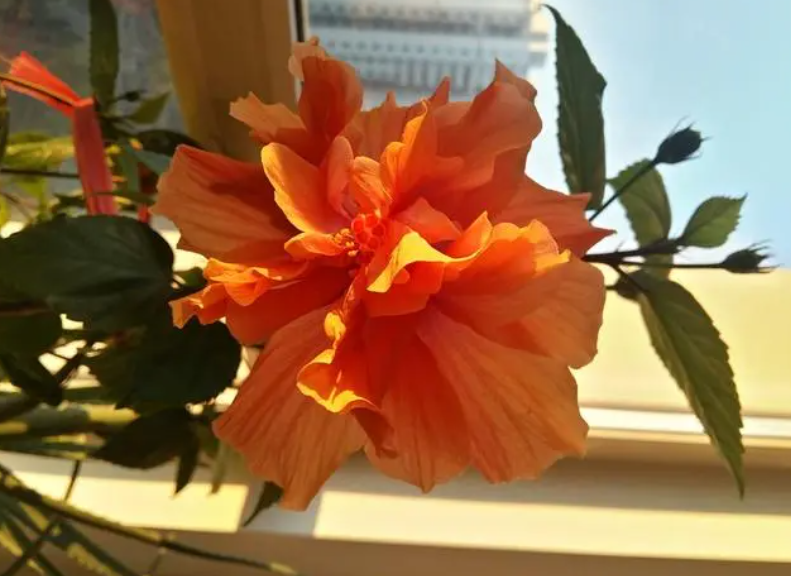 木菊开花能开几天