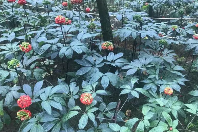 三七花养殖适合的温度