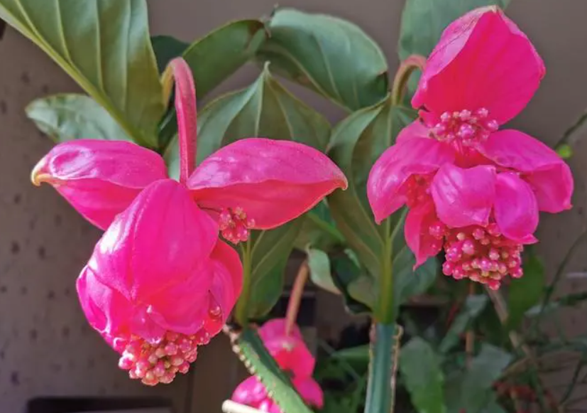 怎样养好宝莲灯花