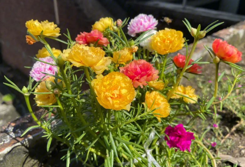 太阳花扦插几天能活