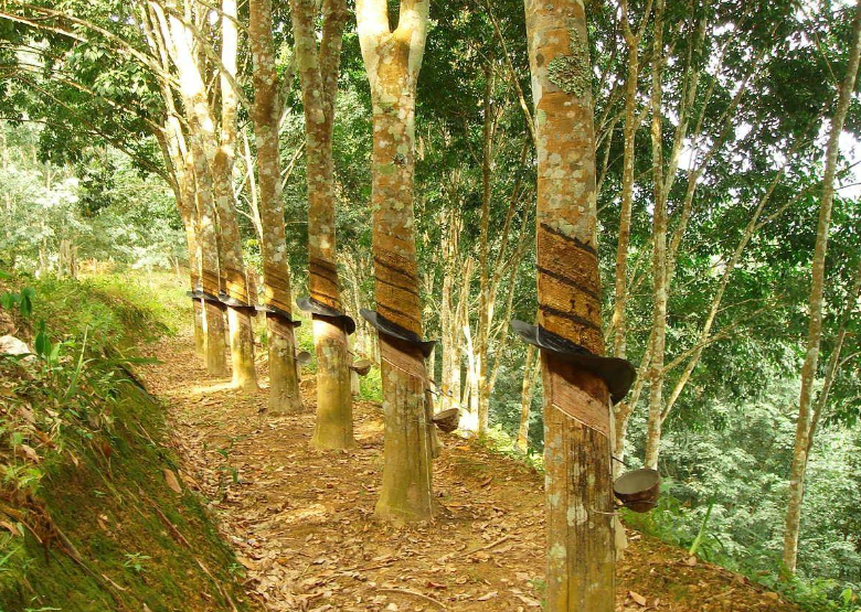 橡胶树的生长特点是什么