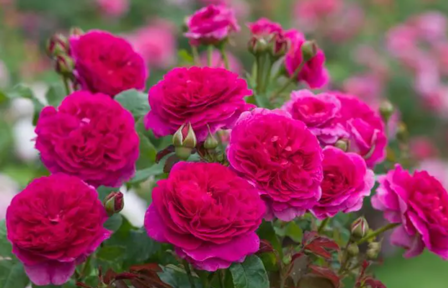 加百利月季花的优缺点