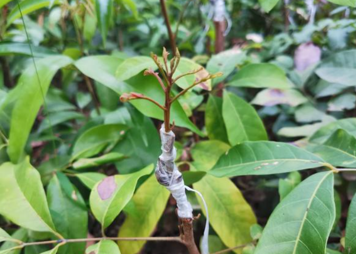 八月可以嫁接龙眼树吗