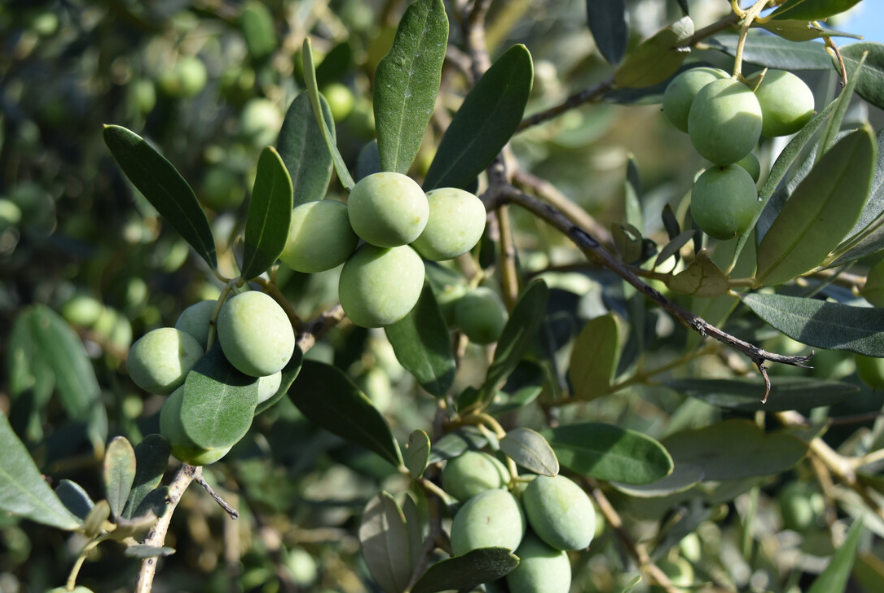 橄榄树在北方能活吗
