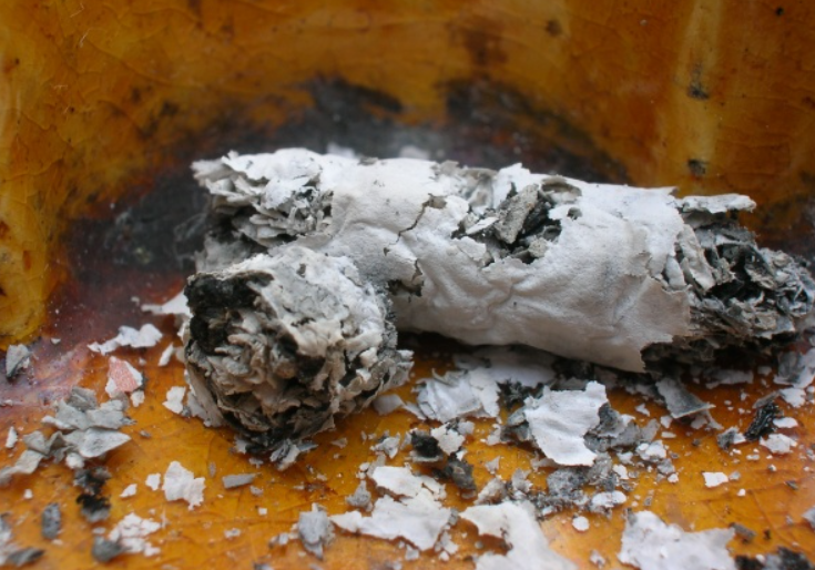 烟灰可以当肥料养花