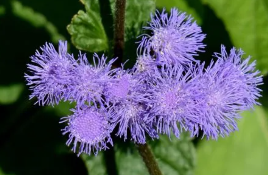 藿香蓟什么时候开花