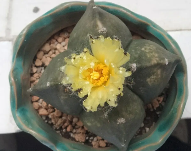 鸾凤玉开花能开几天