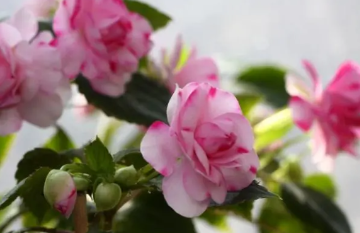 水梅花怎么让它爆盆