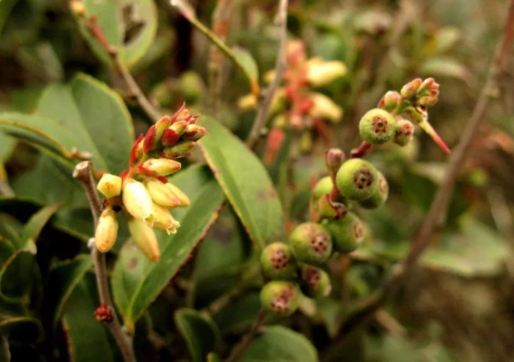 乌饭树又叫什么树