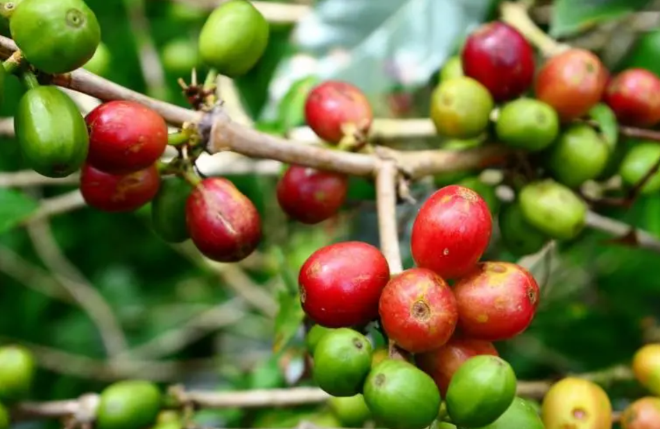 咖啡树的果实被称为什么