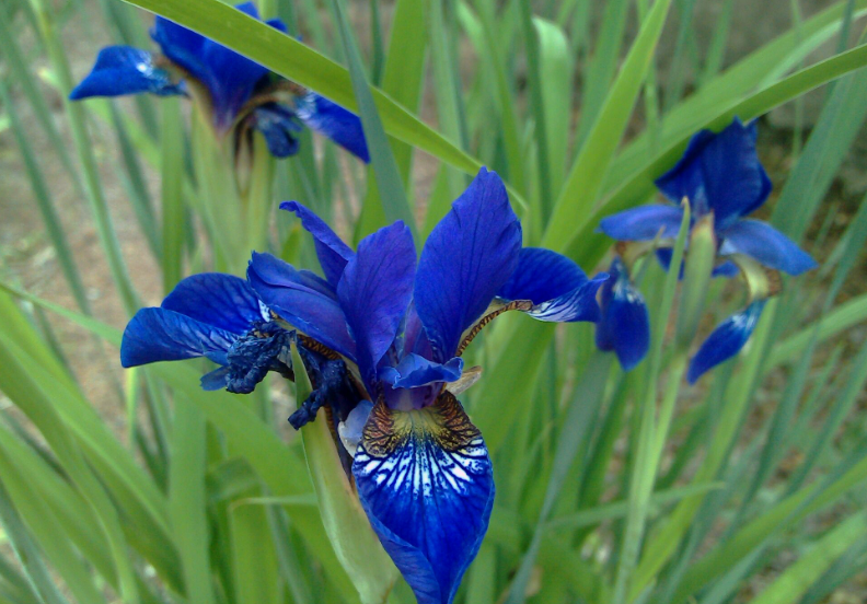 野生马兰花盆栽可以吗