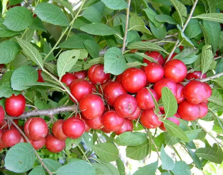 钙果为什么只开花不结果