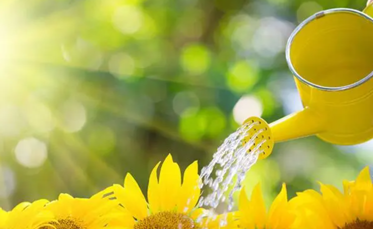 开花的时候可以浇水吗