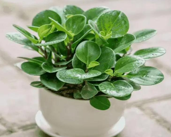 碧玉花什么时候掐尖好