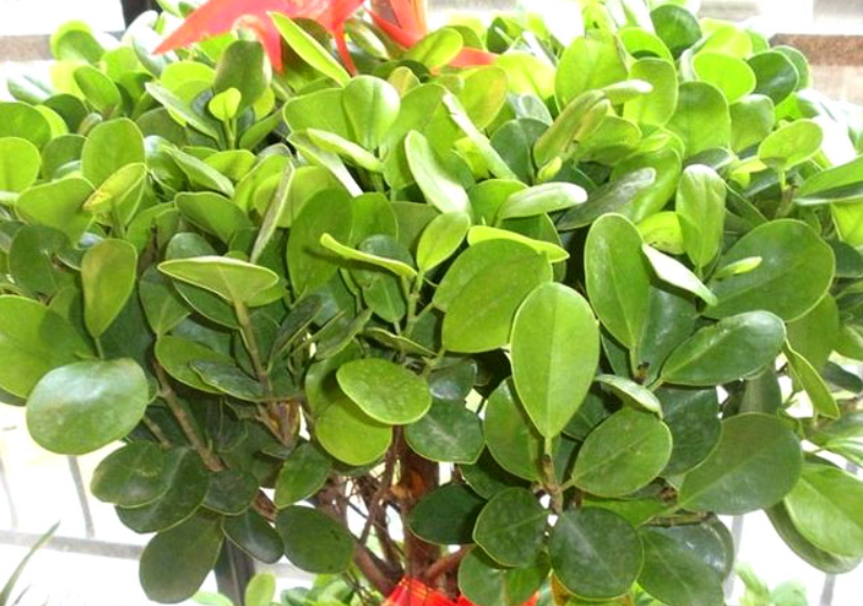 金钱榕树怎么养殖方法