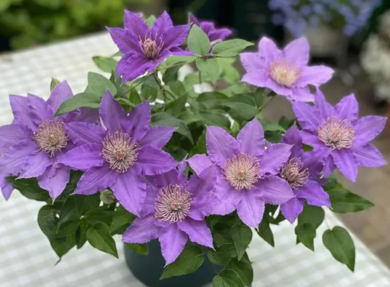 铁线兰花语是什么