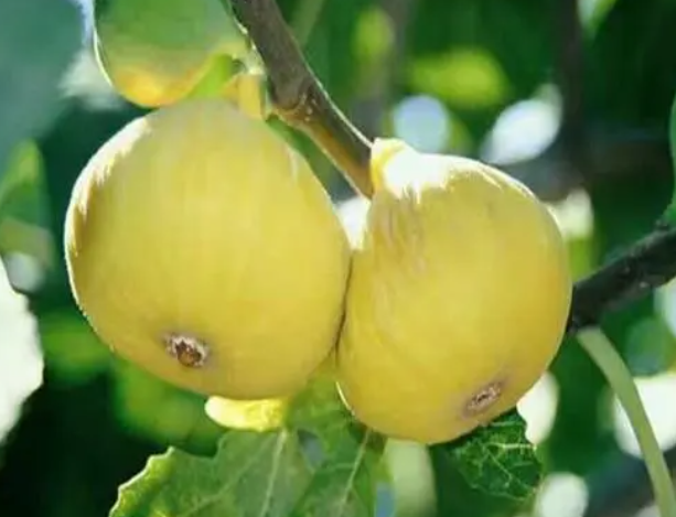 金傲芬无花果适合盆栽吗