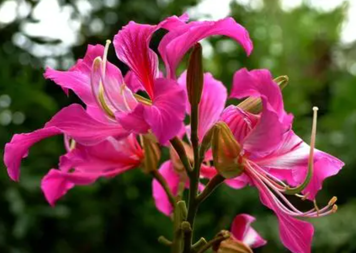 紫金花一线连的钩法