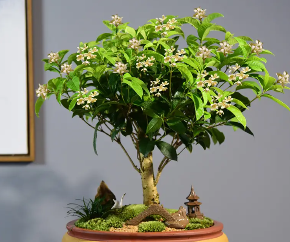 哪种桂花适合盆栽