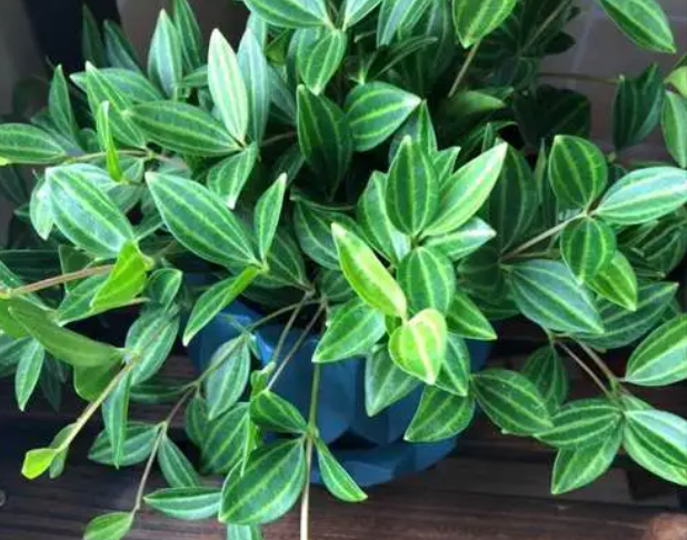 钻石翡翠吊兰开花影响长叶吗