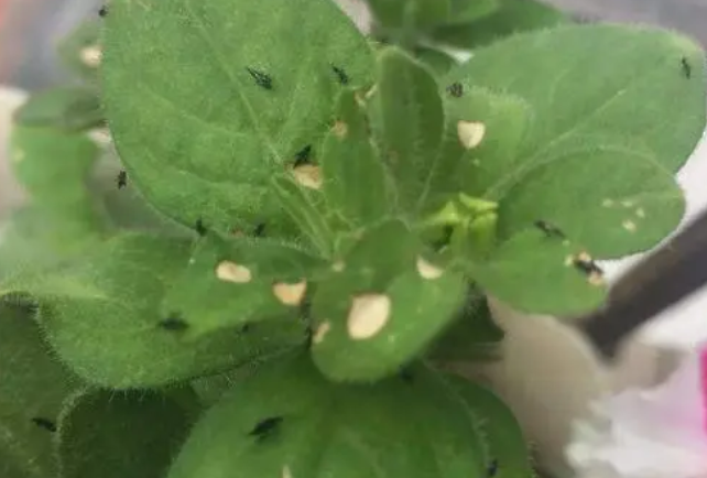 花盆里的小虫怎么消灭小窍门