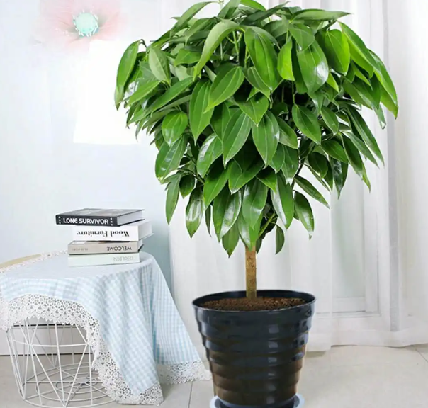 平安树可以用尿素施肥吗