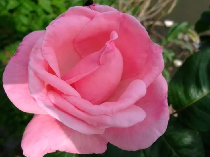 红粉佳人是勤花品种吗