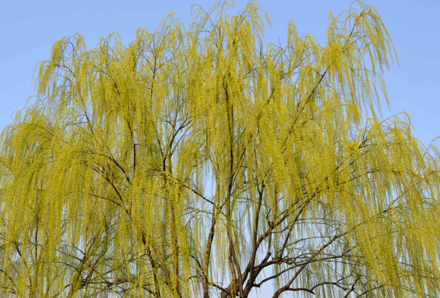 大门左右栽柳树好不好