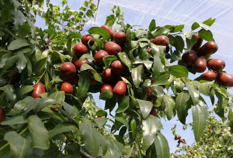 枣树膨大用什么药最好