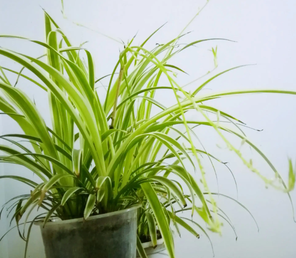 适合学校栽种的花草植物有哪些