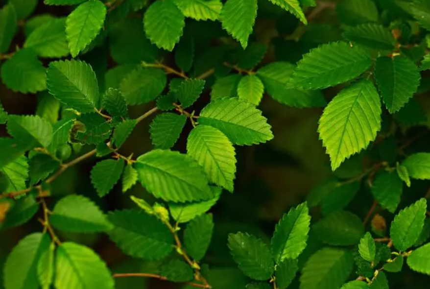 榆树在院子里吉祥不吉祥