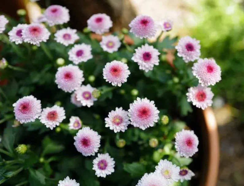 雏菊什么时候开花