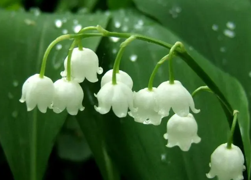 铃兰花的花语和象征