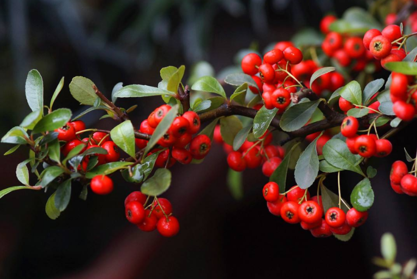 火棘树桩的栽培技术