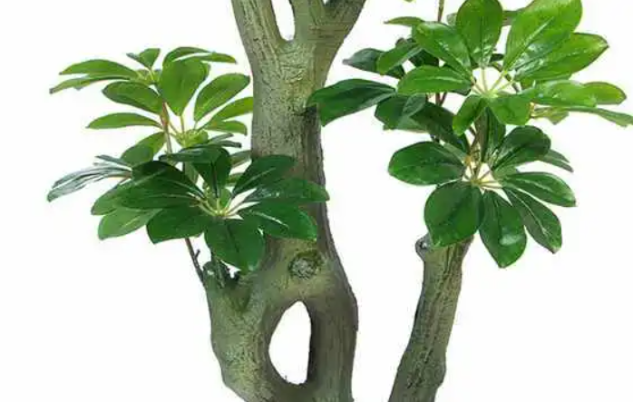 八方来财树的摆放禁忌