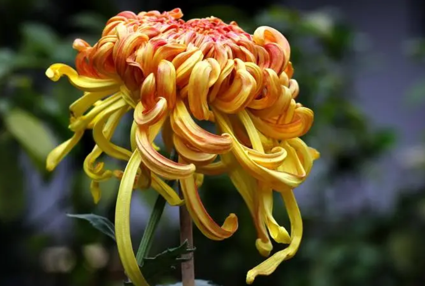 菊花适合种植气候