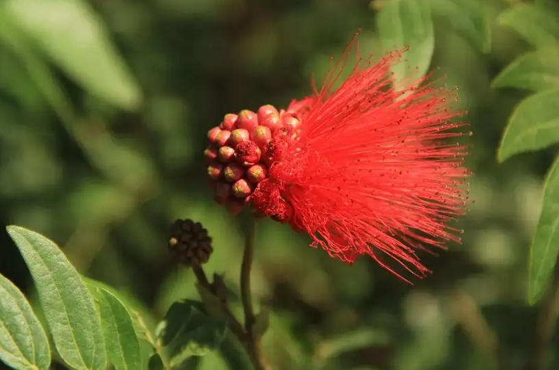 我养的朱砂花为何果子发黑