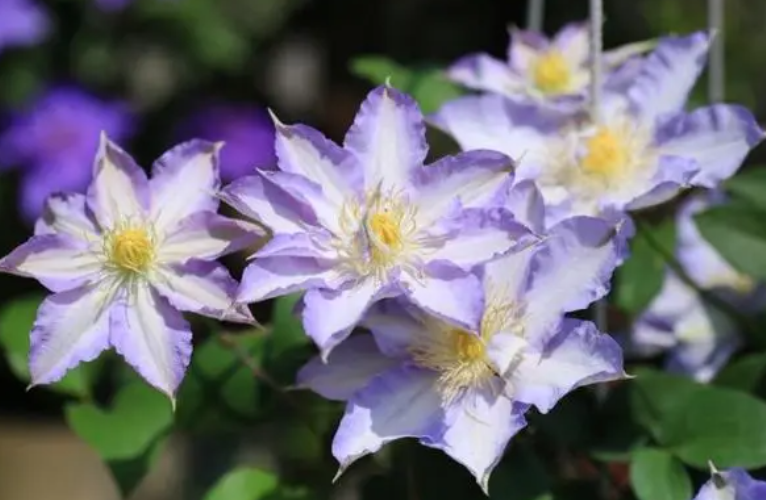 什么花没有阳光也能开