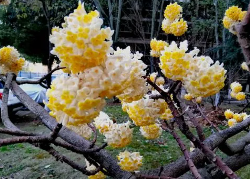 结香花为什么容易死