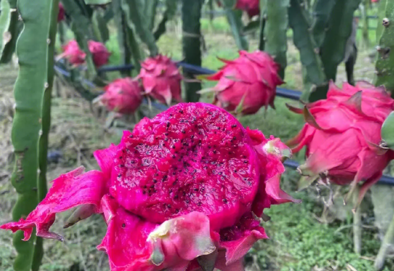 火龙果开花怎么授粉