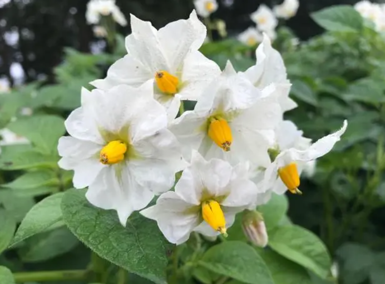 土豆开花打顶怎么打