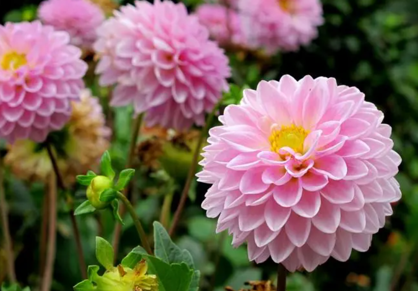 大丽菊是什么季节开花