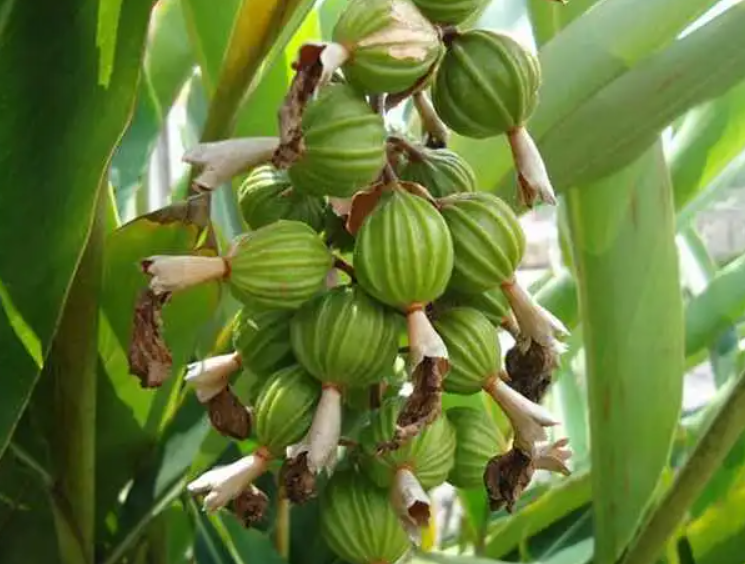 砂仁什么时候开花